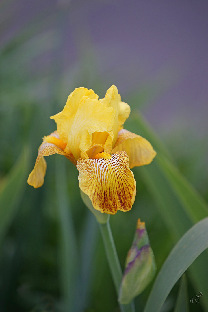 Dans mon jardin....