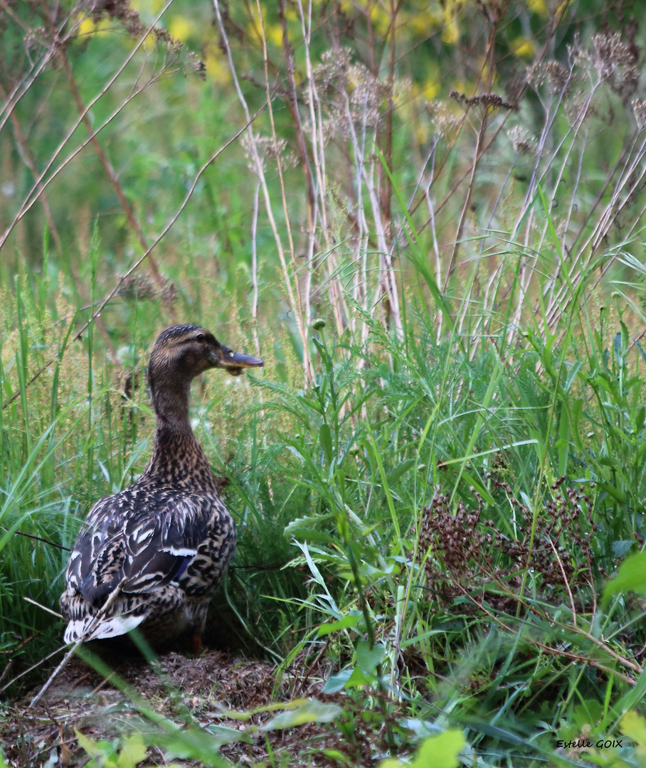 Dans mon jardin ce matin (suite) !