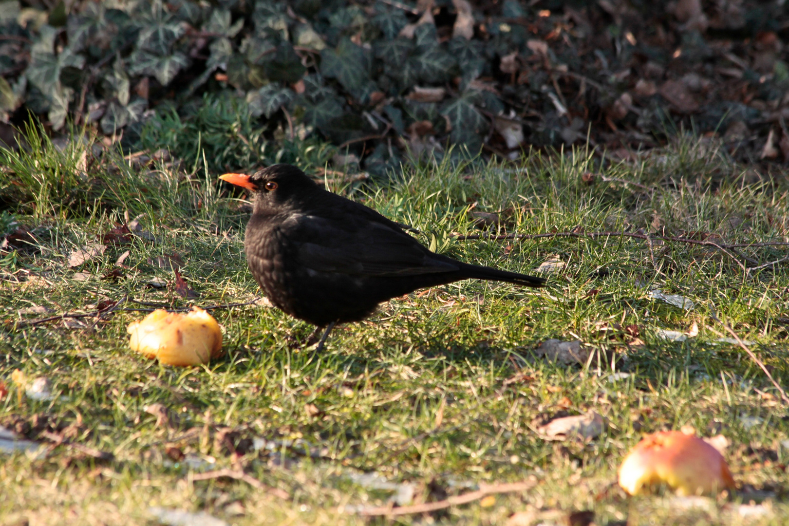 Dans mon jardin...