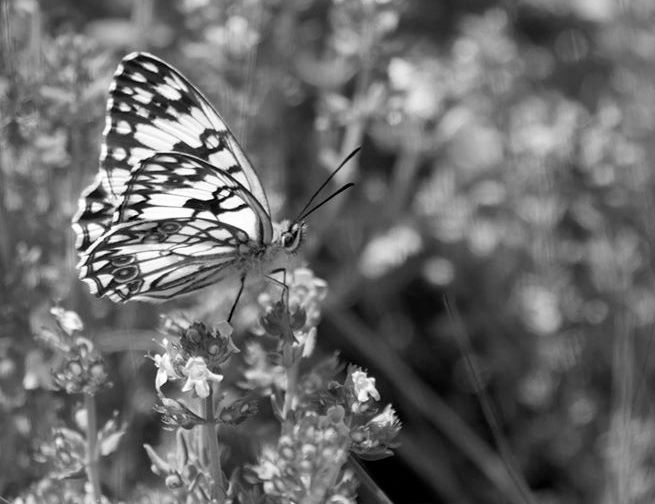 Dans mon jardin ....