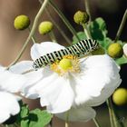 Dans mon jardin d'automne ... ce matin ...