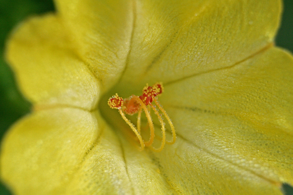 Dans mon jardin