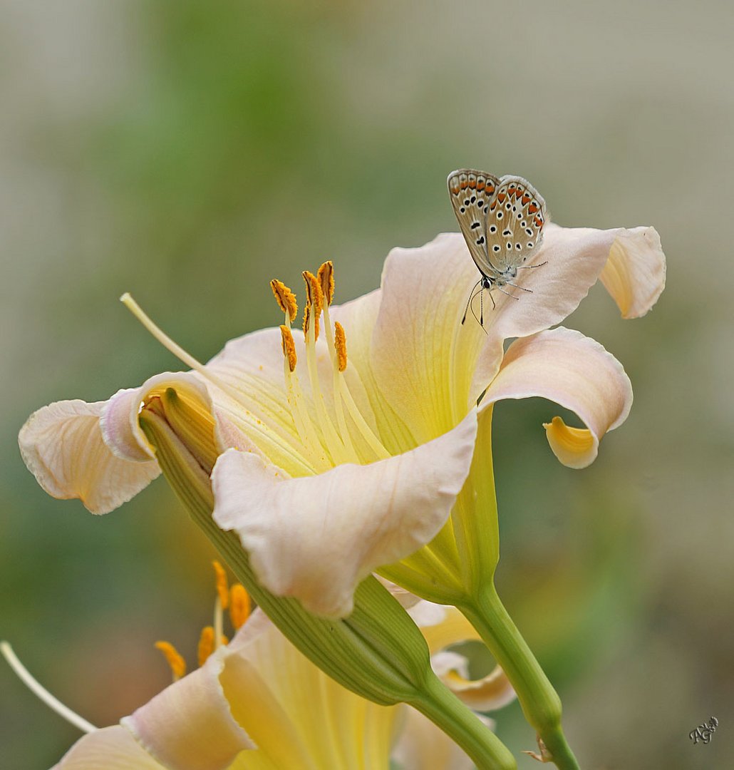 Dans mon jardin d'été ....