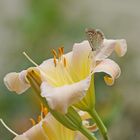 Dans mon jardin d'été ....