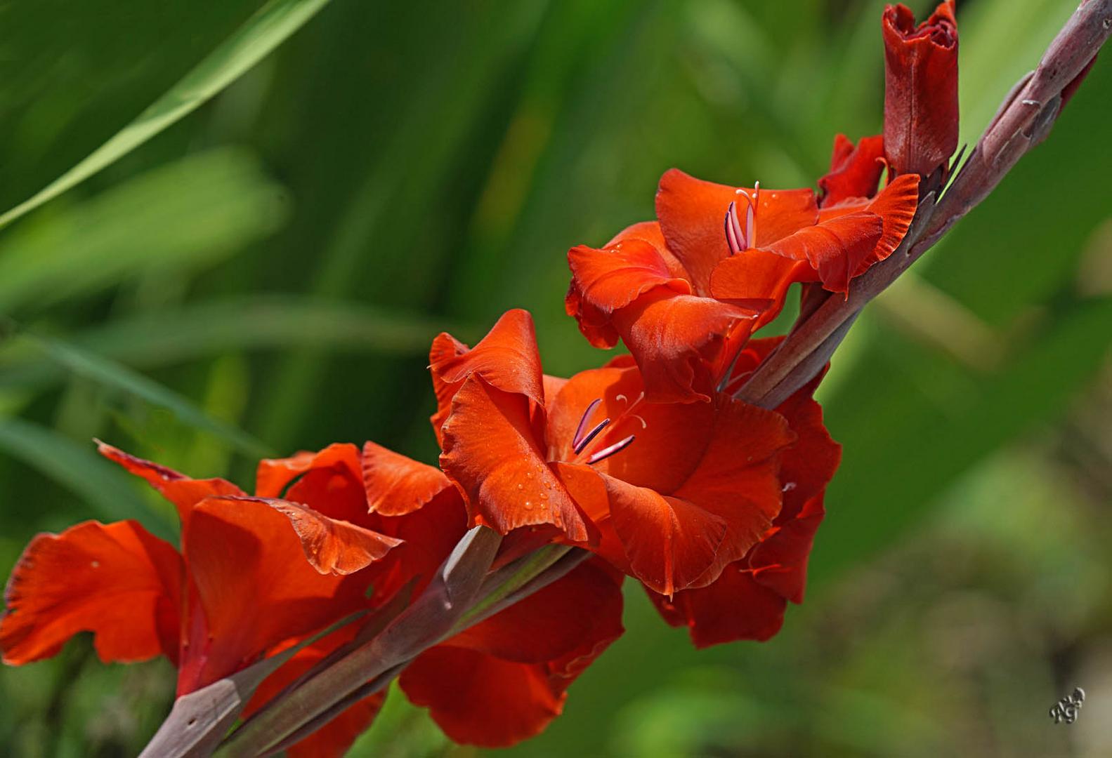 Dans mon jardin d'été...