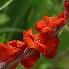 Dans mon jardin d'été...