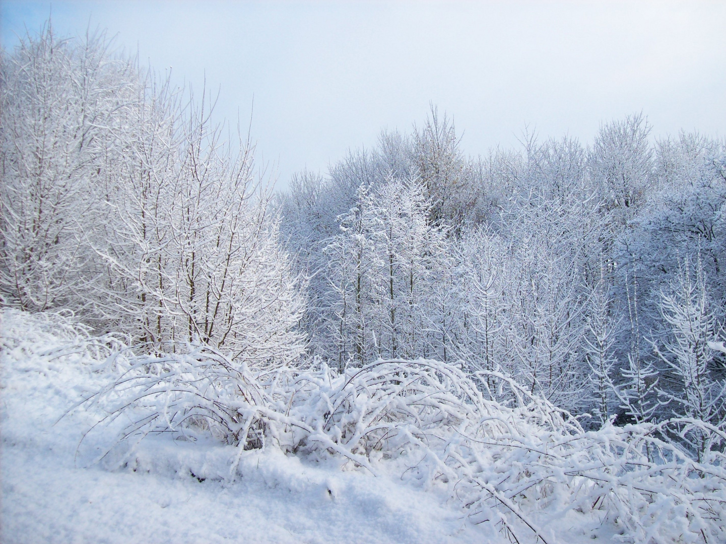 Dans mon jardin d'hiver