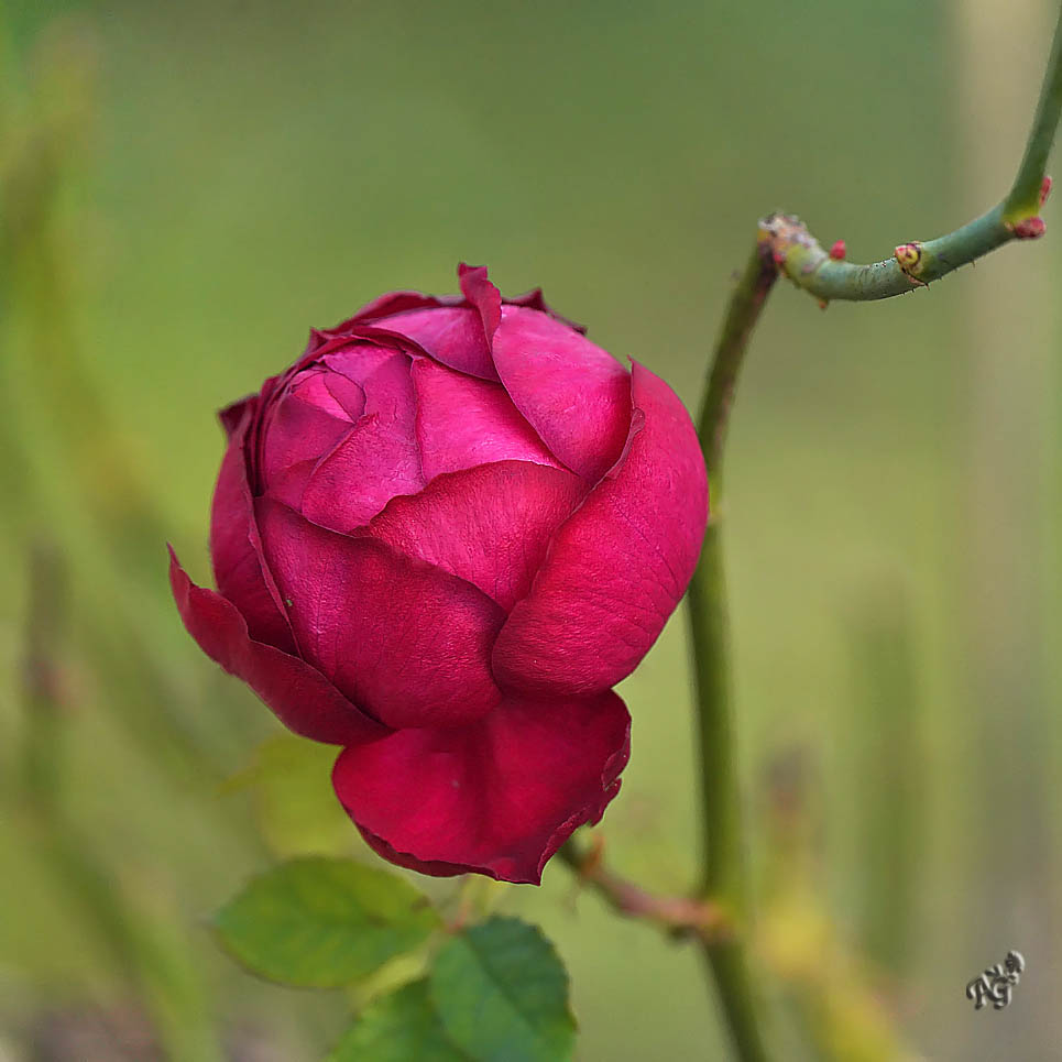 Dans mon jardin d'hiver ...