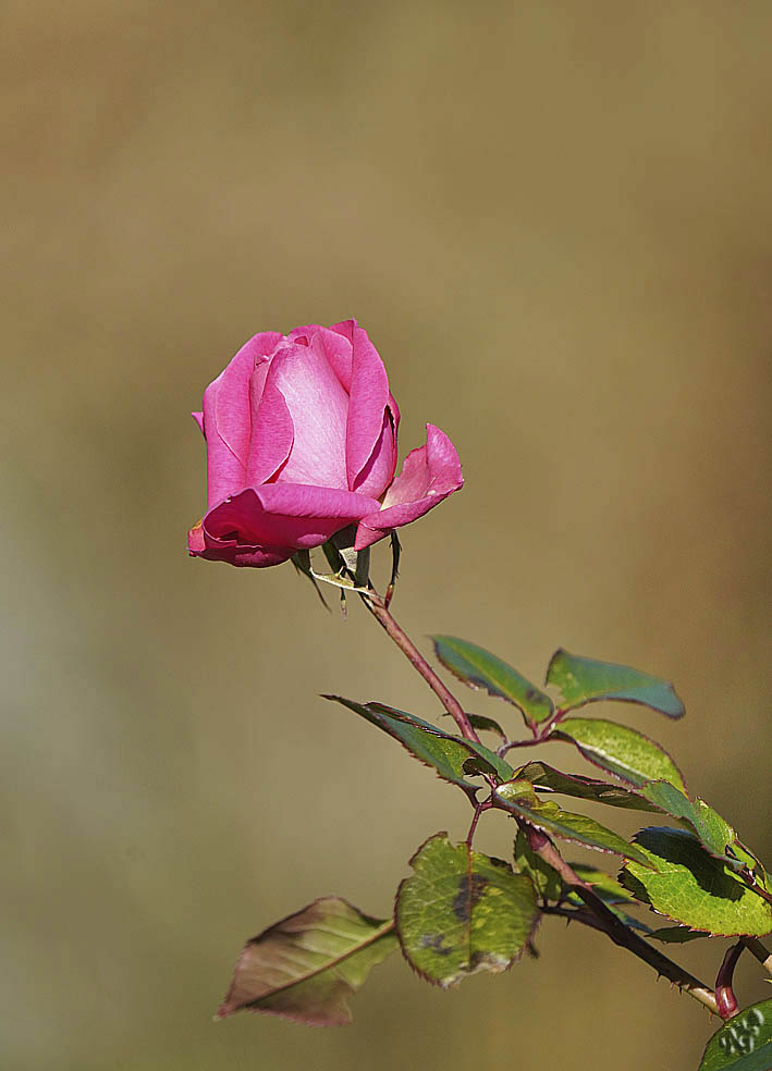 Dans mon jardin d'hiver ...