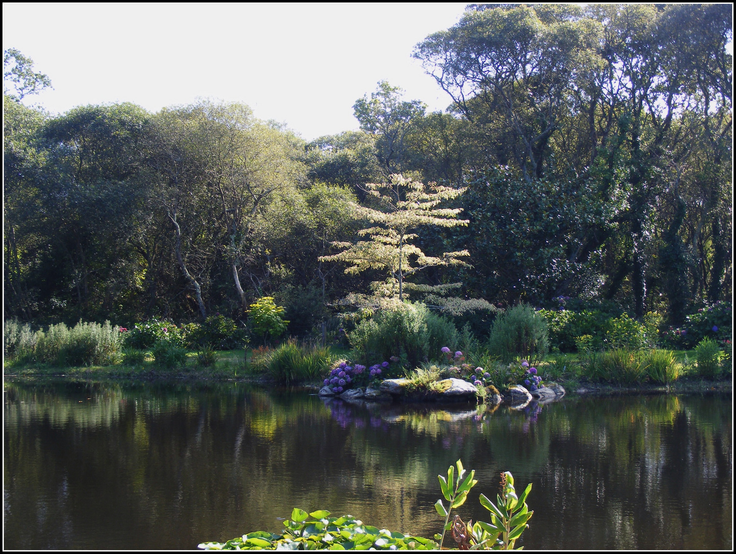 Dans mon jardin d'hiver........ Parc botanique de Cornouaille