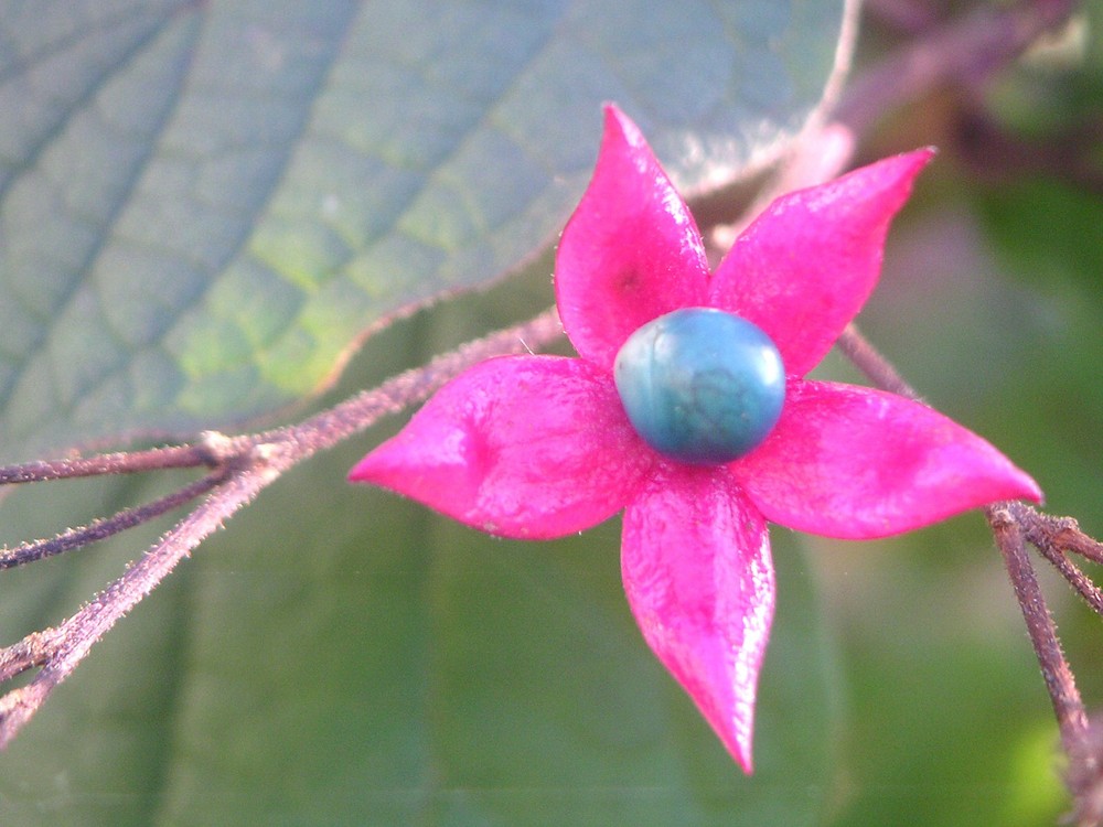 dans mon jardin