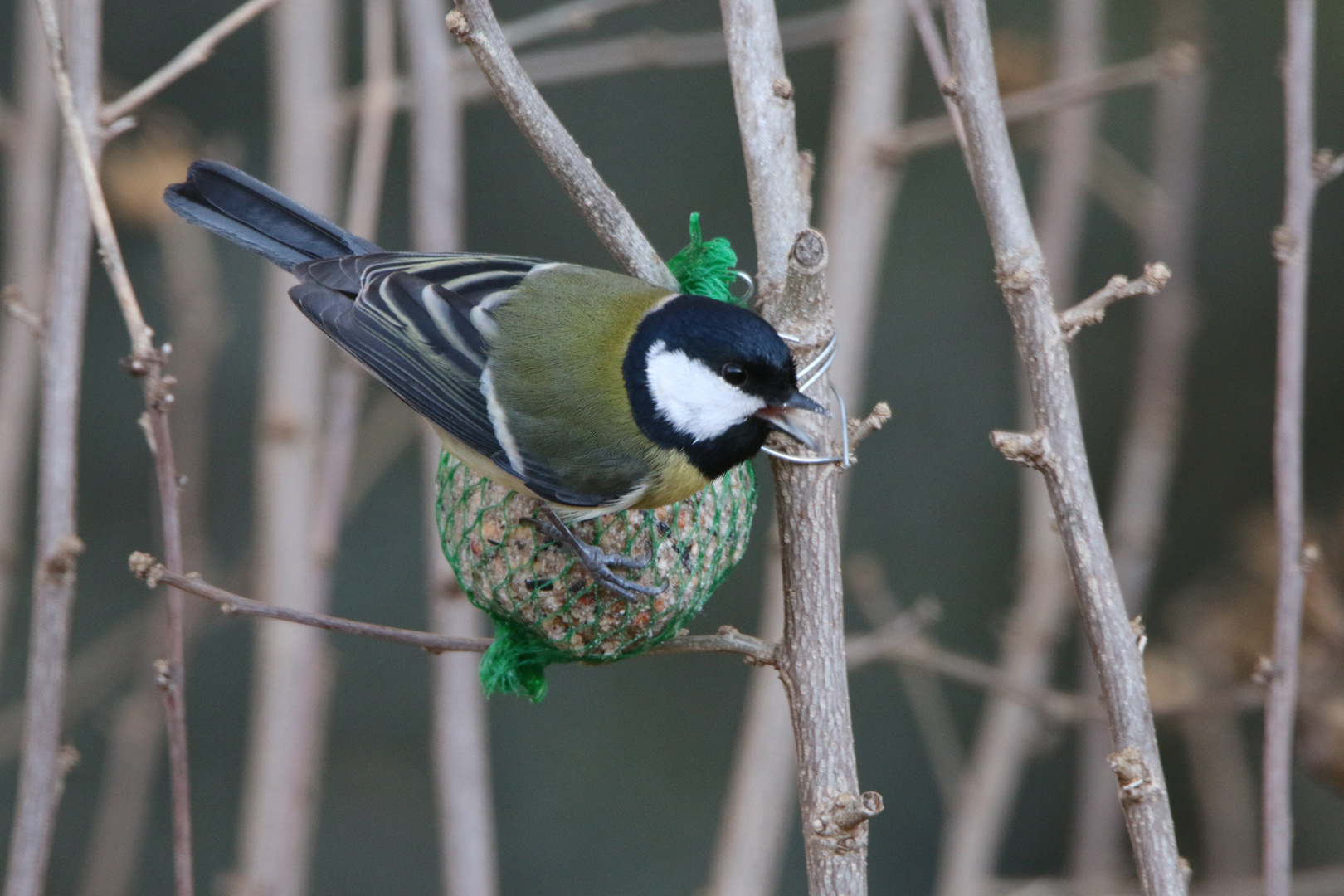 Dans mon jardin en février