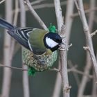 Dans mon jardin en février