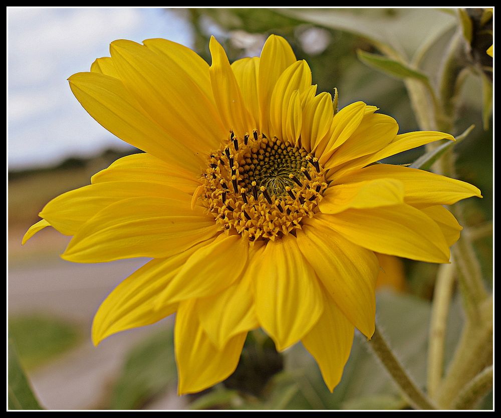 dans mon jardin