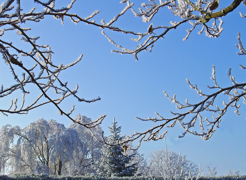 Dans mon jardin pendant un hiver avec neige -- In meinem Garten während eines Winters mit Schnee.