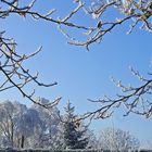 Dans mon jardin pendant un hiver avec neige -- In meinem Garten während eines Winters mit Schnee.