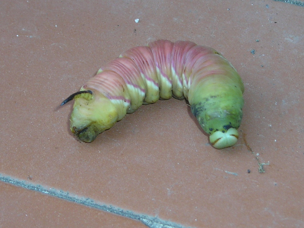 dans mon jardin .Qui peut me dire ce que c'est ?