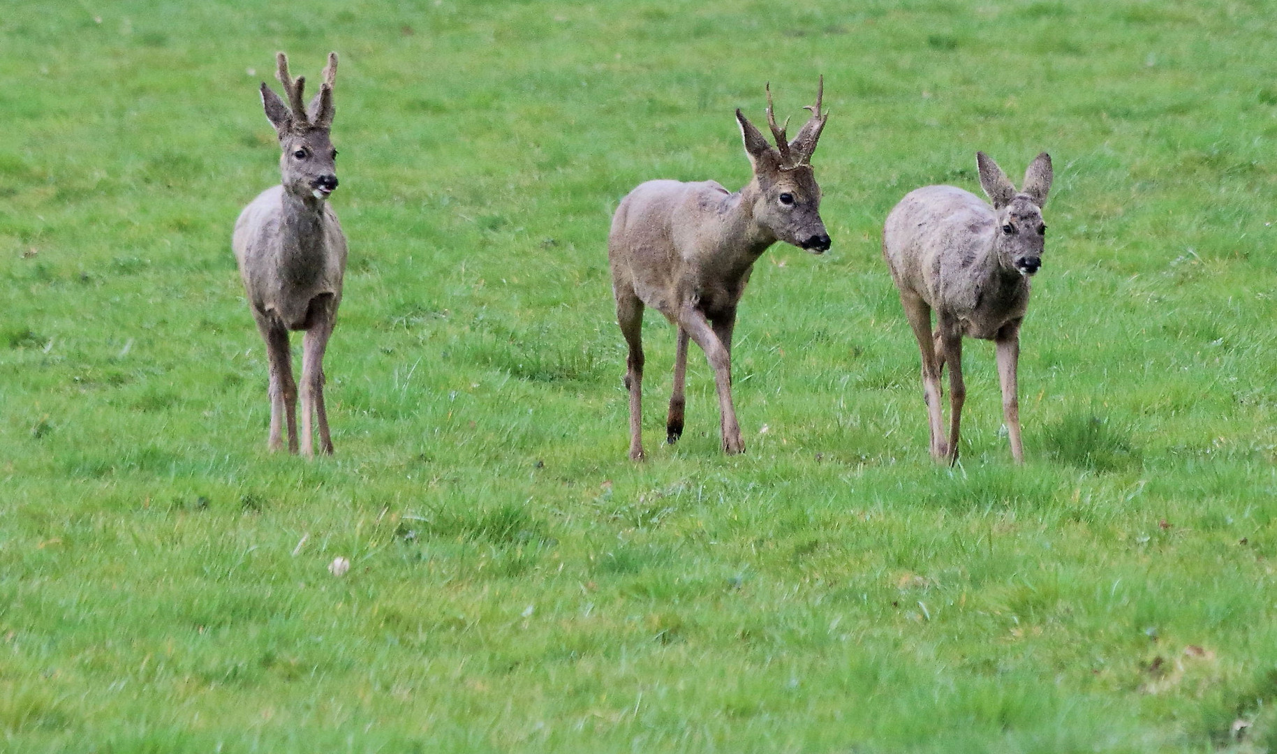 Dans mon jardin (suite) !