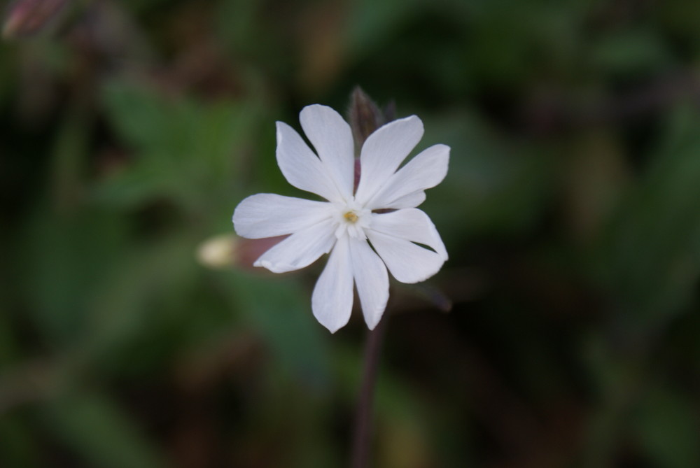 dans mon jardin2