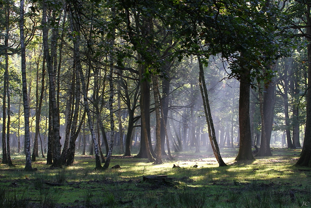 " Dans nos forêts"