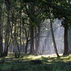 " Dans nos forêts"