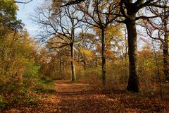 " Dans nos forêts "