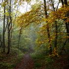 " Dans nos forêts "