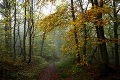 " Dans nos forêts "