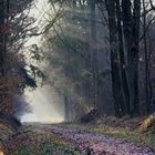 " Dans nos forêts "