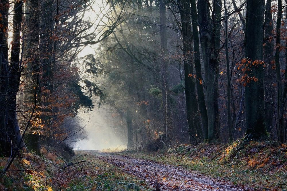 " Dans nos forêts "