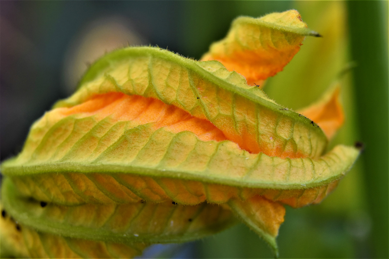 Dans nos jardins...