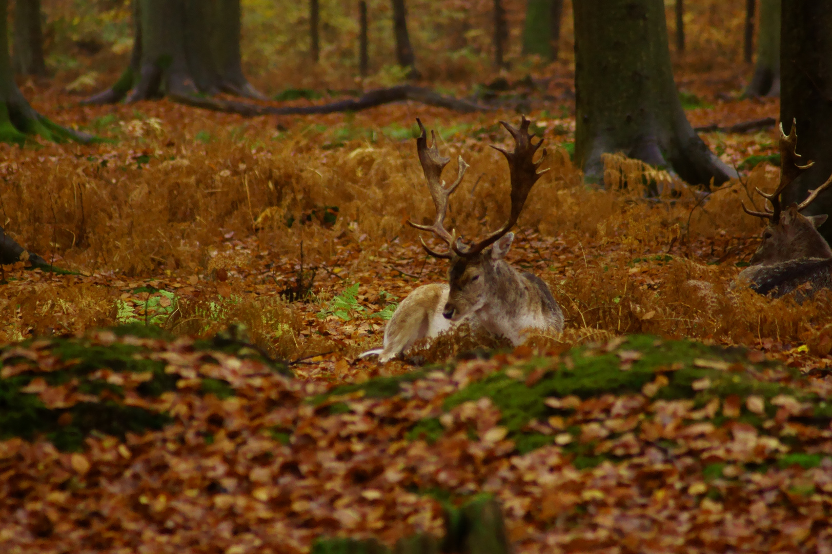 Dans sa maison un grand cerf ...