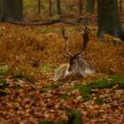 Dans sa maison un grand cerf ...