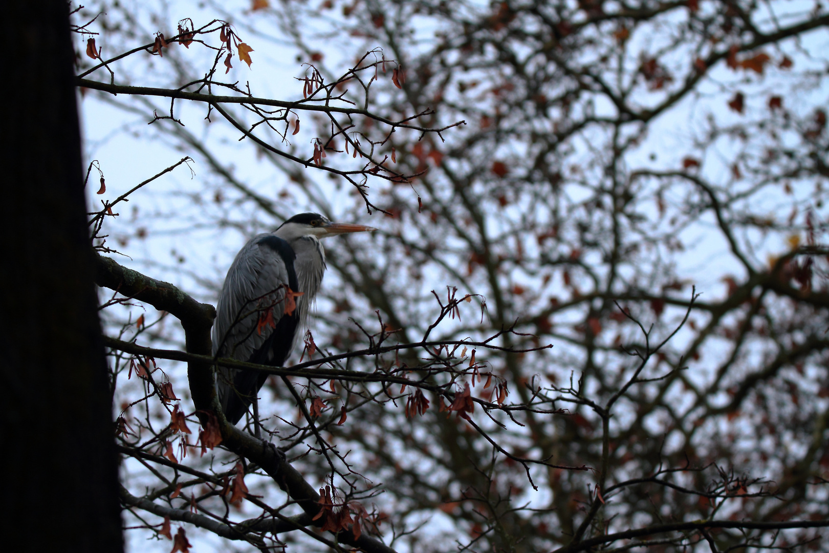 dans son arbre