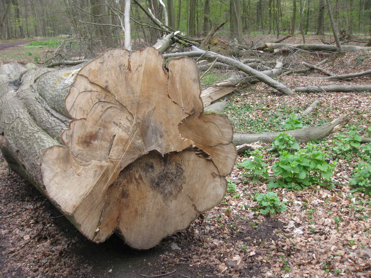 dans son dernier sommeil, l'arbre nous offre encore une fleur !