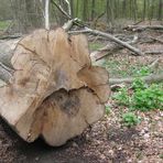 dans son dernier sommeil, l'arbre nous offre encore une fleur !