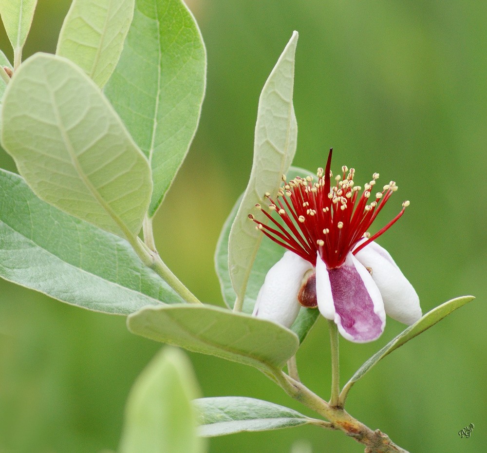 Dans son écrin de verdure ...... le feijoa