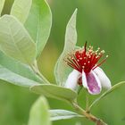 Dans son écrin de verdure ...... le feijoa