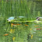 Dans un bassin du Jardin Jayan