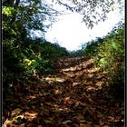 Dans un chemin d'automne