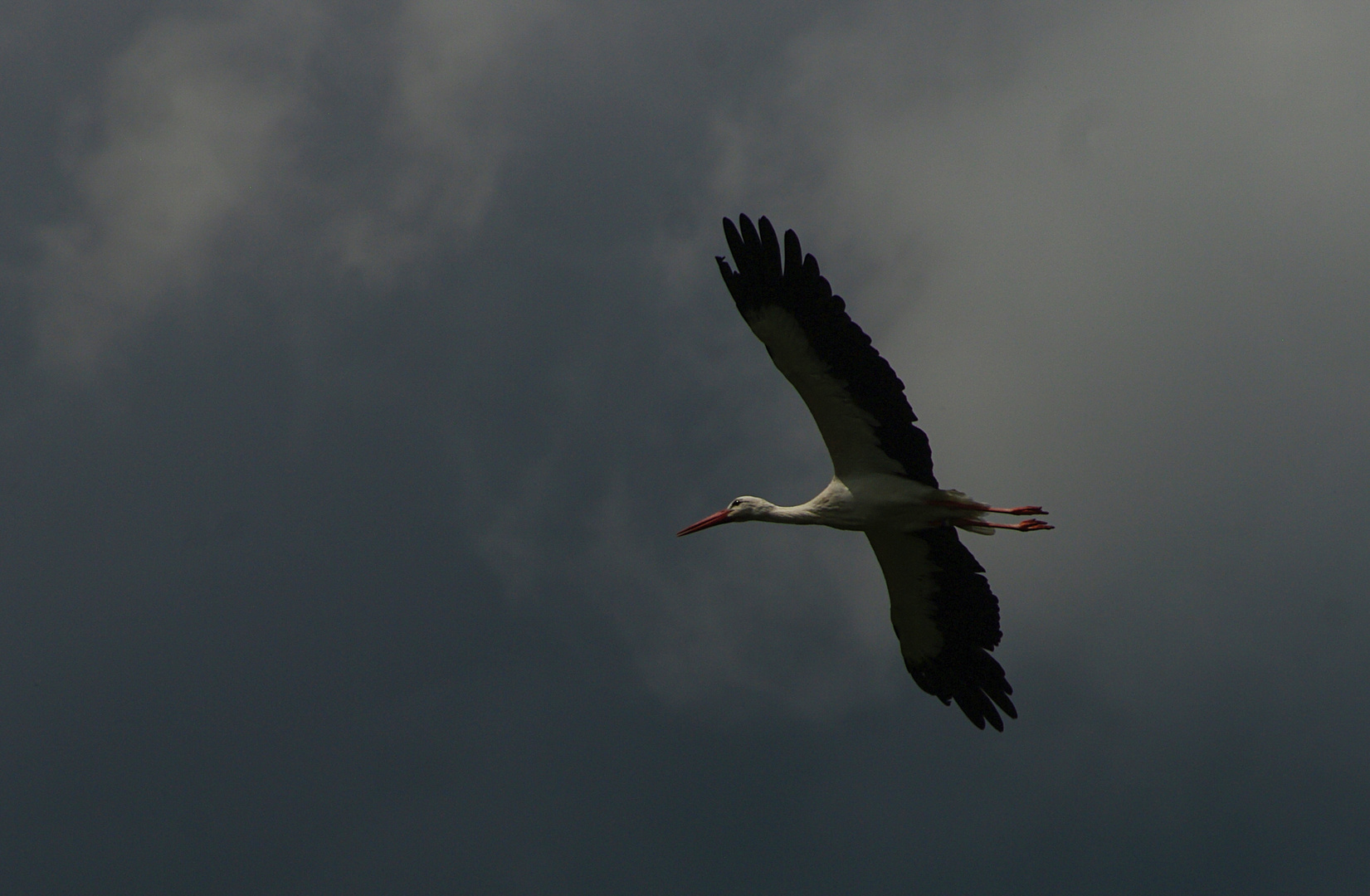 Dans un ciel orageux ( Ciconia ciconia, cigogne blanche)