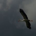 Dans un ciel orageux ( Ciconia ciconia, cigogne blanche)