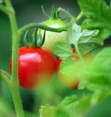 Dans un coin de mon jardin ....