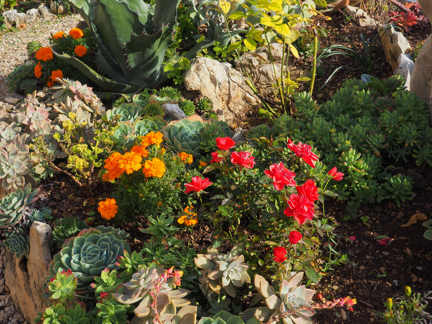 Dans un jardin de rocaille chez des amis