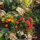 Dans un jardin de rocaille chez des amis