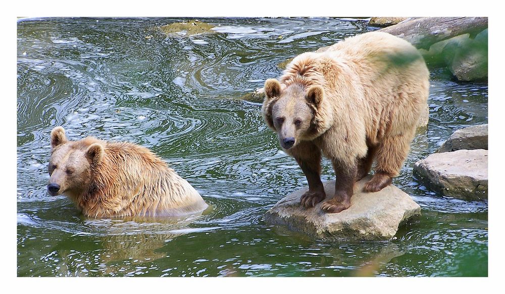 dans un parc animalier