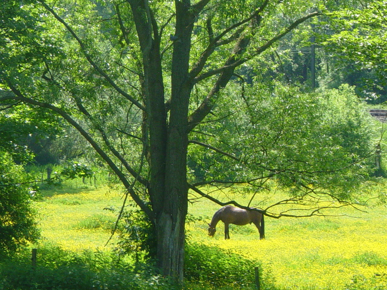 Dans un pré, un cheval paisiblement mangeait