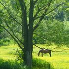 Dans un pré, un cheval paisiblement mangeait