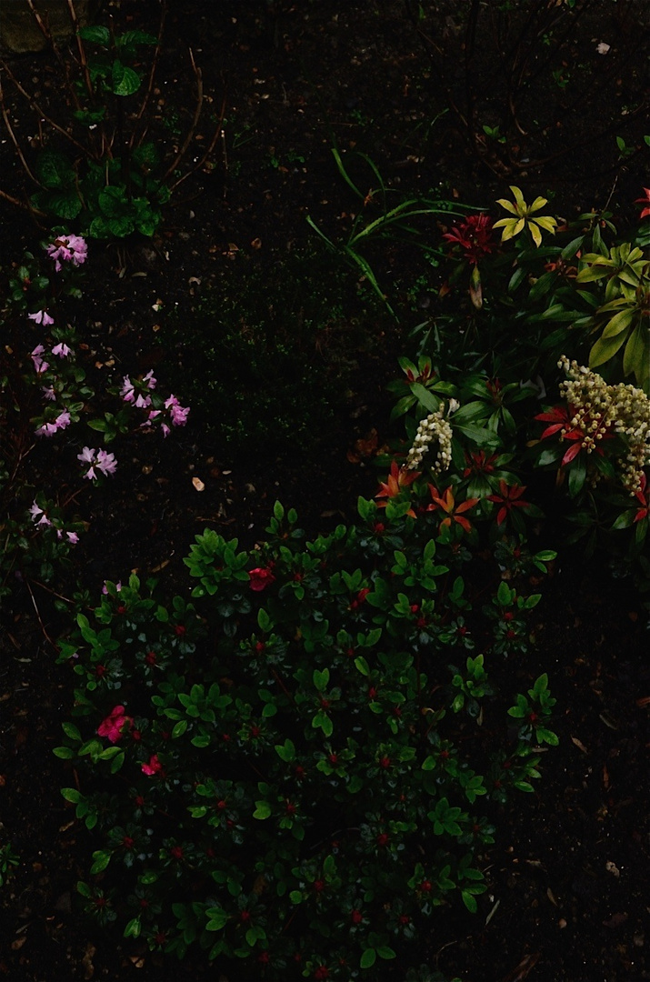 Dans un quasi jardin japonais