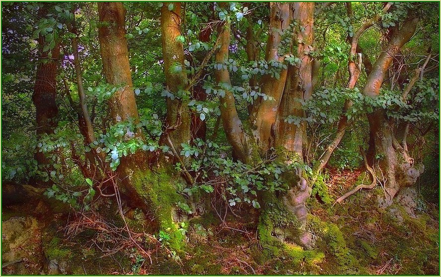 Dans une forêt d'enfance